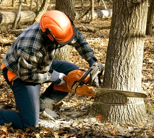 Tree Removal in Knott, TX